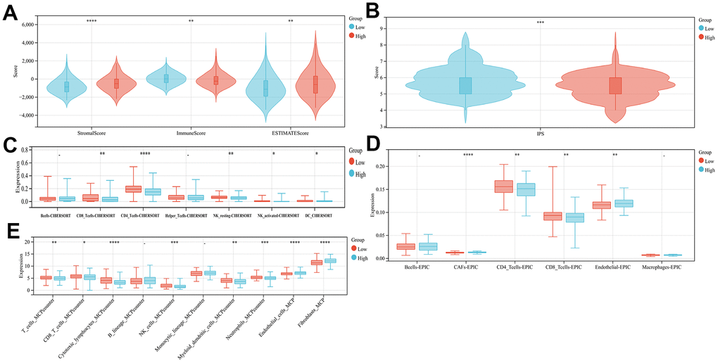 Comparison of the subgroup's immune activity. (A) The comparison of stromal, immune, as well as estimate scores among the low- and high-risk score groups (B) Comparison of the IPS score in high- and low-risk groups. Immuno-infiltration analysis using CIBERSORT (C), EPIC (D), and MCPcounter (E).