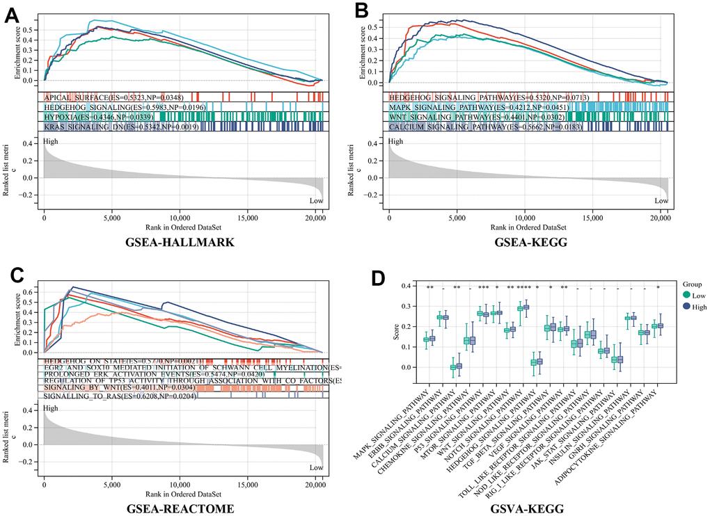 Analysis of RiskScore-related signal pathways. (A) Hallmark (B) KEGG (C) REACTOME enrichment analysis by gene set enrichment analysis (GSEA) (D) KEGG enrichment analysis by the Gene Set Variation Analysis (GSVA).