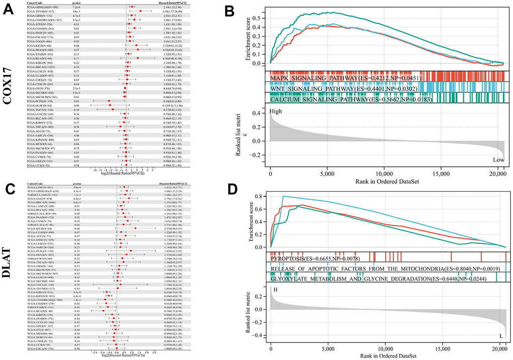 Pan-cancer survival and functional analysis of COX17 and DLAT. A forest plot shows the risk degree of COX17 (A) by the uni-Cox. Genomic enrichment analysis (GSEA)-based KEGG functional enrichment for the expression of COX17 (B) in CRC. A forest plot shows the risk degree of DLAT (C) by the uni-Cox. GSEA-based KEGG functional enrichment for DLAT (D) in CRC.