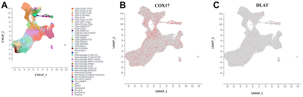 Introduce the outcomes of a single-cell analysis carried out to examine COX17 and DLAT expression levels within the immune microenvironment of colorectal cancer. (A) UMAP plot illustrates the 40 cell types distribution and dissimilarity. (B) COX17 is highly expressed in TME. (C) DLAT is expressed in small amounts in each cell type.