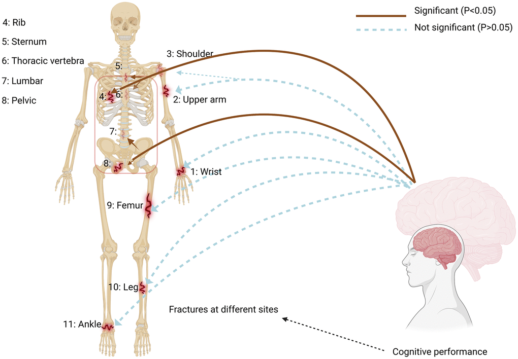 Impact of cognitive performance on site-specific fractures. Using a two-sample Mendelian Randomization framework, we showed a causal relationship between cognitive performance and site-specific fracture risk, supporting the existence of a bone-brain axis. The IVW estimate (brown line) is significant (P 