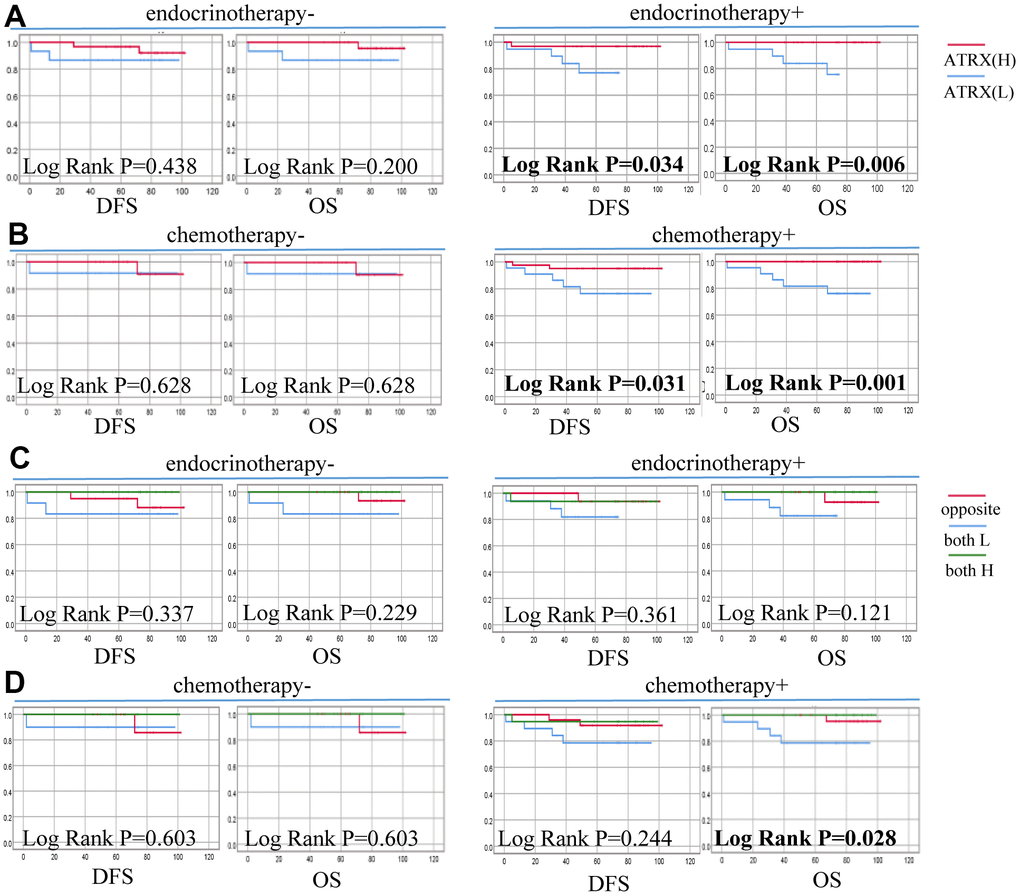 Correlation between ATRX expression, TILs level and survival outcomes of patients with HER2-/HR+ BC on the TMA. (A) Correlation between ATRX and OS, DFS in patients with HER2-/HR+ BC who received endocrinotherapy or did not receive endocrinotherapy. (B) Correlation between ATRX and OS, DFS in patients with HER2-/HR+ BC who received chemotherapy or did not receive chemotherapy. (C) Correlation between ATRX combined with TILs and OS, DFS in patients with HER2-/HR+ BC who received endocrinotherapy or did not receive endocrinotherapy. (D) Correlation between ATRX combined with TILs and OS, DFS in patients with HER2-/HR+ BC who received chemotherapy or did not receive chemotherapy. ATRX(H): ATRX-High expression group, ATRX(L): ATRX-Low expression group, Opposite: the group with ATRX expression tendency opposited to TILs, both H: both ATRX- and TILs-High group, both L: both ATRX- and TILs-Low group.