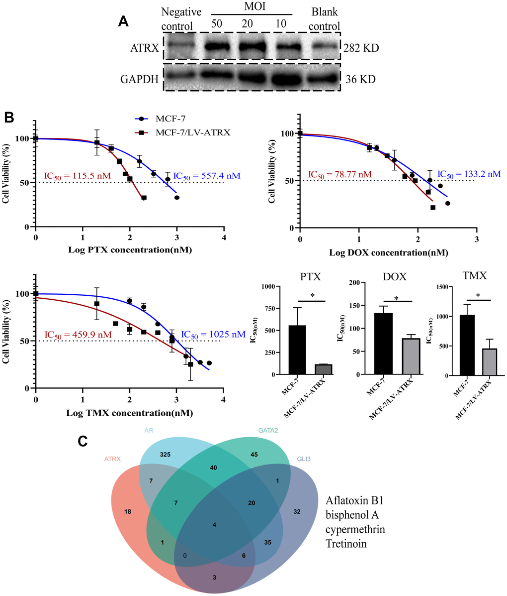 Drug sensitivity analysis and drug prediction. (A) Western blot showed the expression of ATRX when lentivirus was transfected in different concentrations (MOI=10, 20, 50) in MCF-7 cell. Lentivirus without ATRX was served as negative control, and that without lentivirus vector was served as blank control. (B) IC50 of PTX, DOX and TMX (for 48 h) was detected on MCF-7 cell and MCF-7 cell with overexpression of ATRX. The experiment was repeated three times. (C) Venn diagram detected the predicted drugs in CTDbase, which can promote ATRX and also inhibit AR, GLI3 and GATA2.