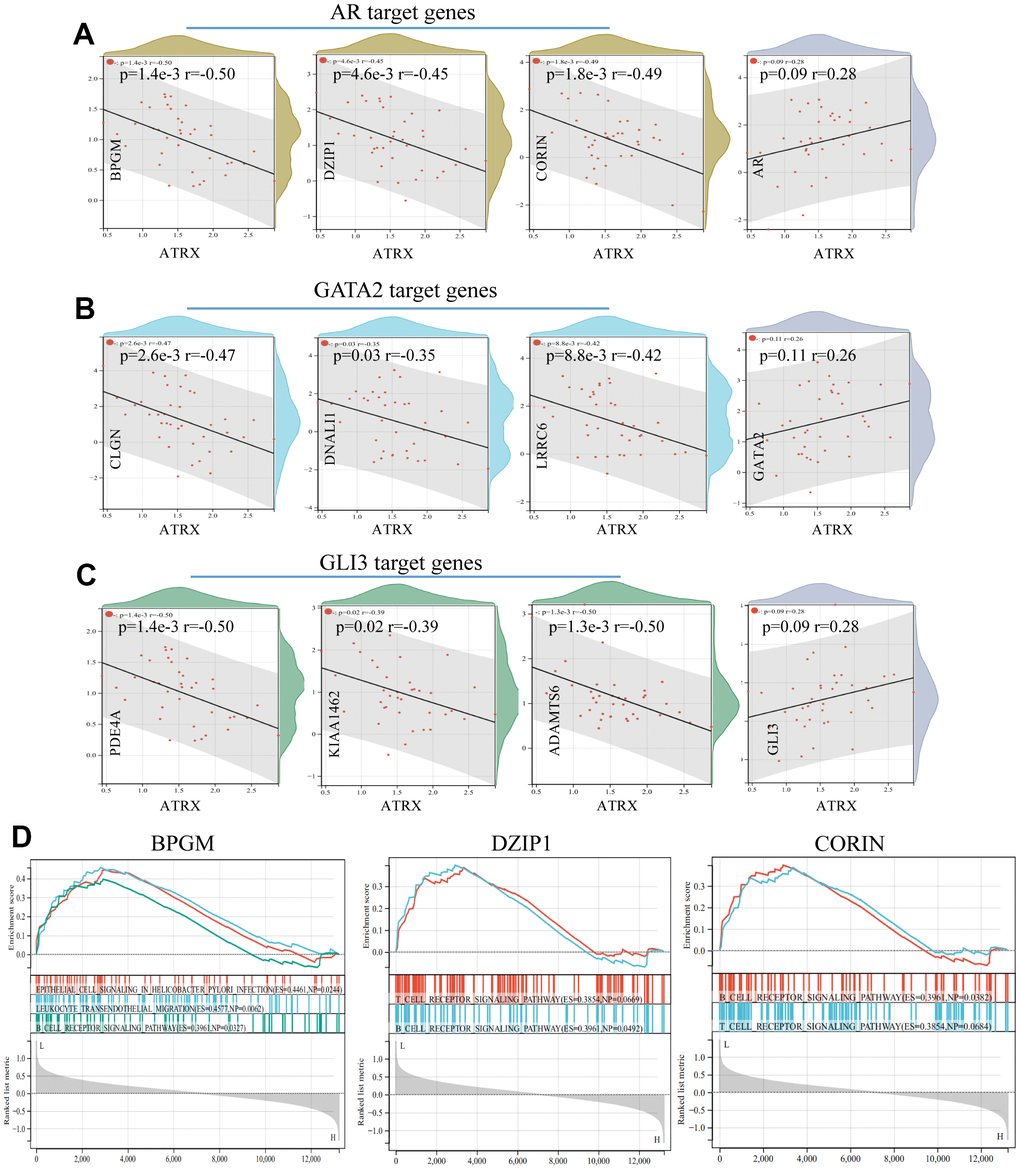 Relationship between ATRX and target genes in GSE1. The relationship between ATRX and the target genes of AR (A), GATA2 (B) and GLI3 (C). (D) GSEA analysis of AR’s target genes.