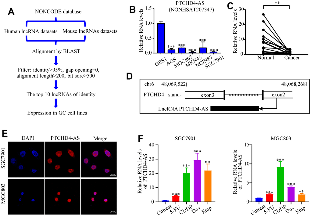 Identification and characterization of PTCHD4-AS. (A) Diagram of the screening strategy for conserved lncRNAs. (B) Relative expression levels of PTCHD4-AS in normal gastric epithelial cell line (GES-1) and GC cell lines (AGS, SGC7901, MGC803, MKN45 and NCI-N87). (C) Relative expression levels of PTCHD4-AS in paired GC tissues and adjacent normal gastric tissues. n=23. (D) Schematic diagram of the transcription of PTCHD4-AS. (E) Subcellular localization of PTCHD4-AS in SGC7901 and MGC803. DAPI labeled nuclei(blue); FISH probe labeled PTCHD4-AS (red), scale bar: 20 μm. (F) Relative expression of PTCHD4-AS after treatment of SGC7901 and MGC803 with the indicated concentrations of drugs for 48 h. Etop :20 μM, 5-FU :20 μM, CDDP: 10 μM, Dox:4 μM. All data are presented as mean ± SD, * P P P 