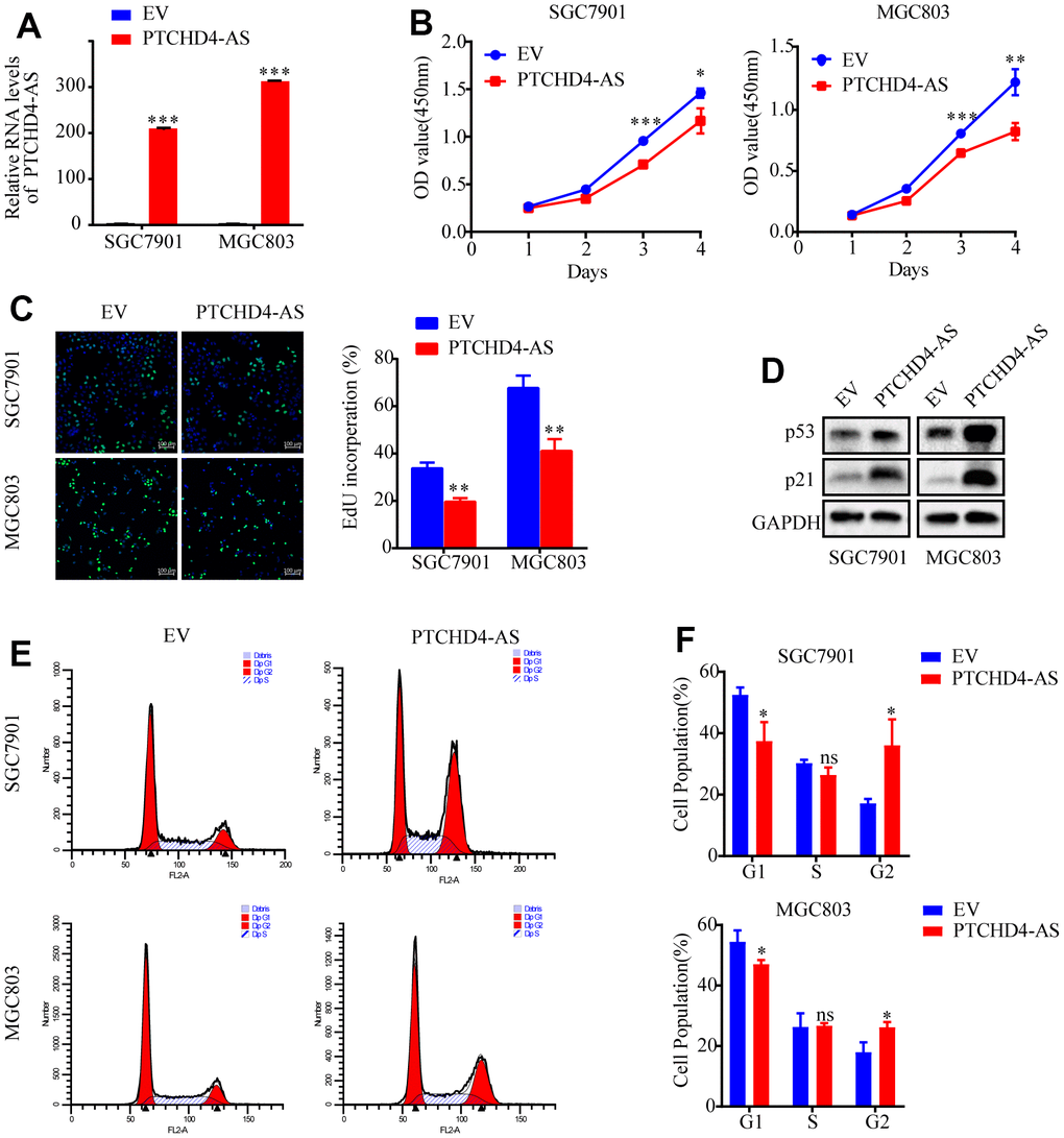 Upregulation of PTCHD4-AS suppressed GC cell proliferation in vitro. (A) Overexpression efficiencies of PTCHD4-AS was analyzed by qPCR in SGC7901 and MGC803. (B) Viability of SGC7901 and MGC803 cells stably overexpressing EV or PTCHD4-AS. (C) Representative images of EdU in SGC7901 and MGC803 cells stably overexpressing EV or PTCHD4-AS and statistical analysis of Edu-positive cells. (D) Expression of p53 and p21, key proteins of the cell cycle pathway, was detected in the indicated cells by western blotting. (E, F) Cell cycle analysis by FACS in SGC7901 and MGC803 cells stably expressing EV or PTCHD4-AS. (A–F) EV indicates cells transfected with blank vector and PTCHD4-AS indicates cells transfected with lncRNA PTCHD4-AS. Data are presented as mean ± SD, * P P P 