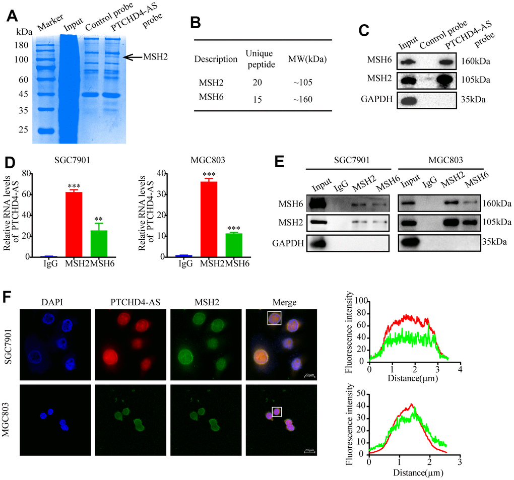 PTCHD4-AS interacted with MSH2-MSH6 dimer in GC. (A) SDS-PAGE of pull-down assay of whole cell lysates from SGC7901 cells using a biotin-labeled control/PTCHD4-AS probe showing PTCHD4-AS binding proteins. (B) Protein characterization of highly unique peptides by mass spectrometry. (C) Western blot analysis of the biotin-labeled probe pull-down eluate in (A). (D) RIP assay of anti-MSH2 or anti-MSH6 antibodies in SGC7901 and MGC803 cells confirmed that PTCHD4-AS interacted with the MSH2-MSH6 dimer. The levels of PTCHD4-AS in the precipitates were detected by RT-qPCR, and IgG was used as a negative control. (E) MSH2 and MSH6 protein levels in the precipitates were detected by Western blotting, and GAPDH was used as a loading control. (F) Representative confocal images and co-localization analysis of PTCHD4-AS (red) and MSH2 (green) in SGC7901 and MGC7901 cells. Data are presented as mean ± SD, * P P P 