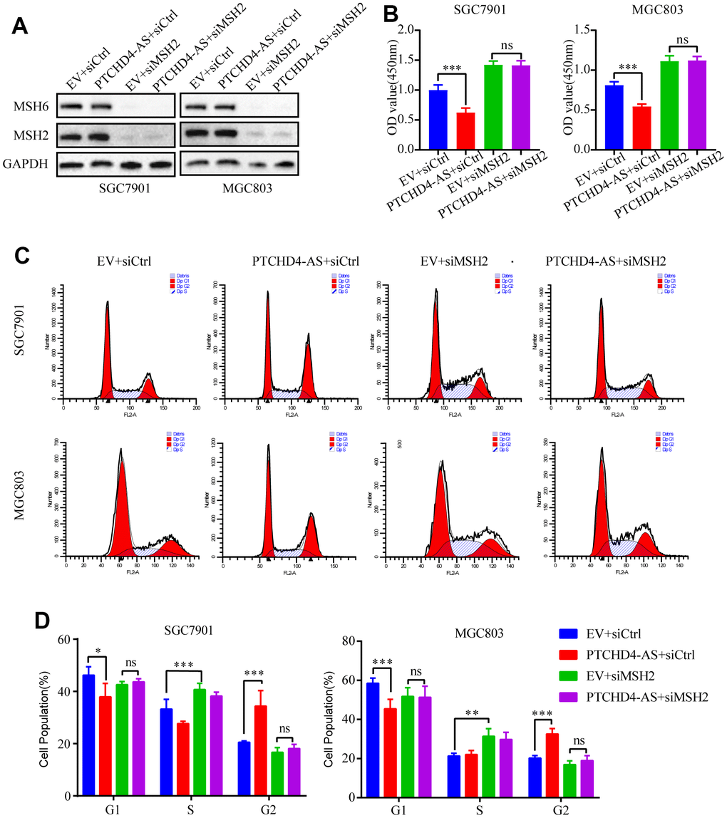 PTCHD4-AS suppressed GC proliferation via MSH2-MSH6 dimer. (A) Western blotting analysis of MSH2 and MSH6 protein levels in SGC7901 and MGC803 cells stably overexpressing EV or PTCHD4-AS after transduction with siCtrl or siMSH2 for 48 h. (B) Cell proliferation assays after transduction with siCtrl or siMSH2 for 72 h. (C, D) Cell cycle analysis after transduction with siCtrl or siMSH2 for 48 h. Data are presented as mean ± SD, * P P P 