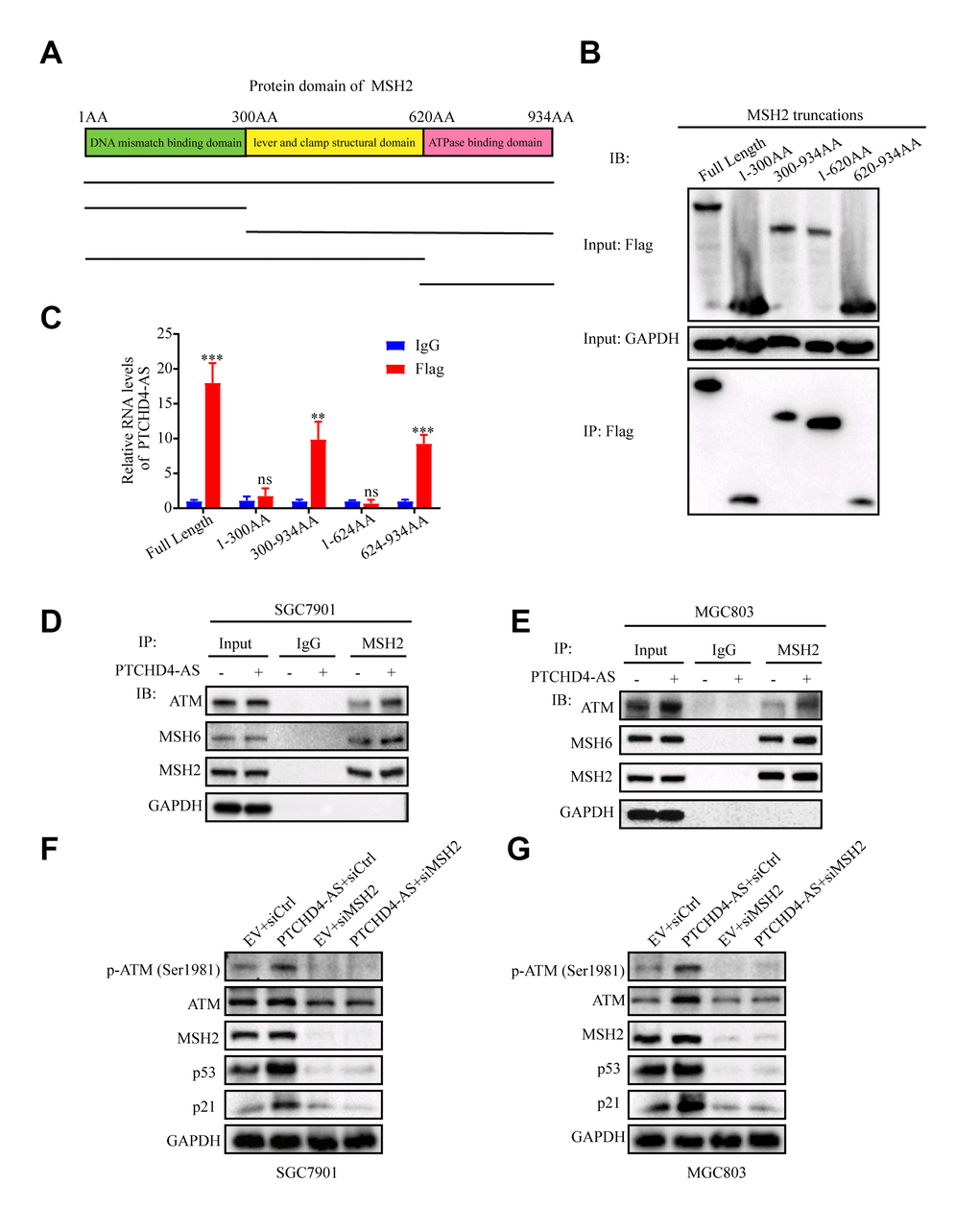 Upregulation of PTCHD4-AS promoted MSH2-MSH6 dimerization and activated the ATM-p53-p21 pathway. (A) Schematic diagram of truncated MSH2 used in pull-down assays. (B) After transfection of 3xFlag-MSH2 truncation in 293T cells for 48h, RIP was performed with anti-flag antibody. Western blot analyses of pull-down assays with truncated MSH2 fragments. (C) The relative expression level of PTCHD4-AS in the truncated MSH2 RIP was detected by RT-qPCR. IgG was used as a negative control. (D, E) Interaction analysis between MSH2, MSH6 and ATM in SGC7901 and MGC803 cells stably overexpressing EV or PTCHD4-AS. Co-IP experiments were performed with anti-MSH2 antibody, and Western blot was used to detect the expression of specific proteins in the precipitates. (F, G) Western blotting analysis of specific protein levels in SGC7901 and MGC803 cells stably overexpressing EV or PTCHD4-AS after transduction with siCtrl or siMSH2 for 48 h. Data are presented as mean ± SD, * P P P 