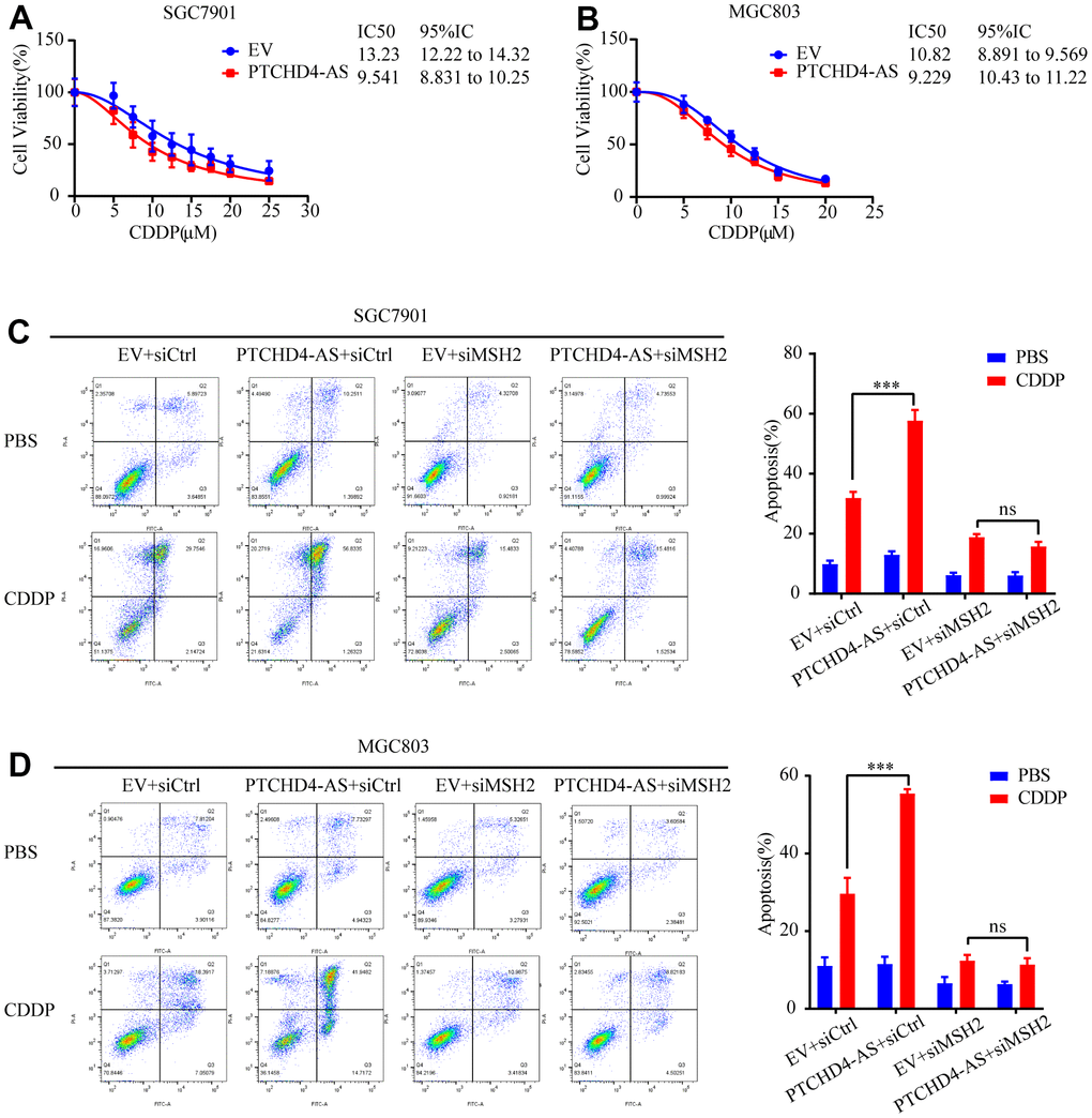 PTCHD4-AS enhanced the sensitivity to CDDP by MSH2-MSH6 dimer in GC cells. (A, B) Viability of SGC7901 and MGC803 cells stably overexpressing EV or PTCHD4-AS after treatment with the indicated concentrations of CDDP for 24 h. (C, D) Cell apoptosis was detected by FACS in SGC7901 and MGC803 cells stably overexpressing EV or PTCHD4-AS after transfection of siRNA for 48h, followed by treatment with CDDP or PBS for 24 h. Data are presented as mean ± SD, * P P P 