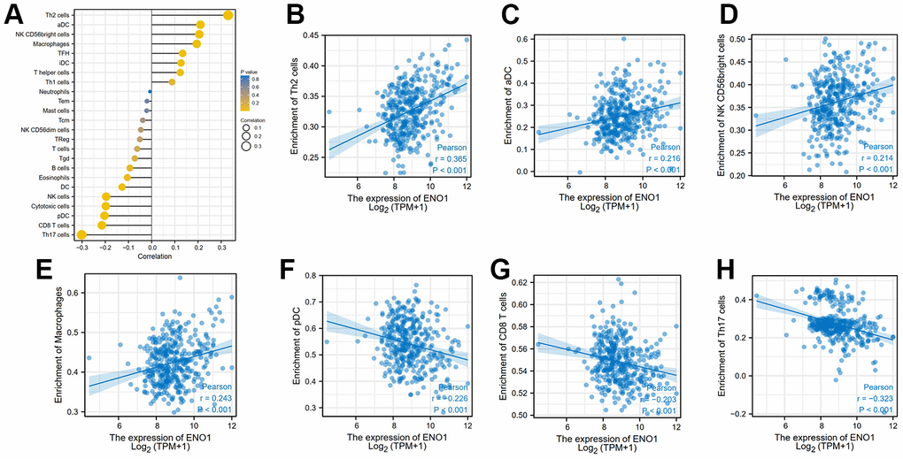 High expression of hub gene ENO1 correlates with tumor immune infiltration. The expression of ENO1 (A) correlated with Th2 cells (B), aDC (C), NK CD56bright cells (D), macrophages (E), pDC (F), CD8 T cells (G) and Th17 cells (H) in the tumor microenvironment.