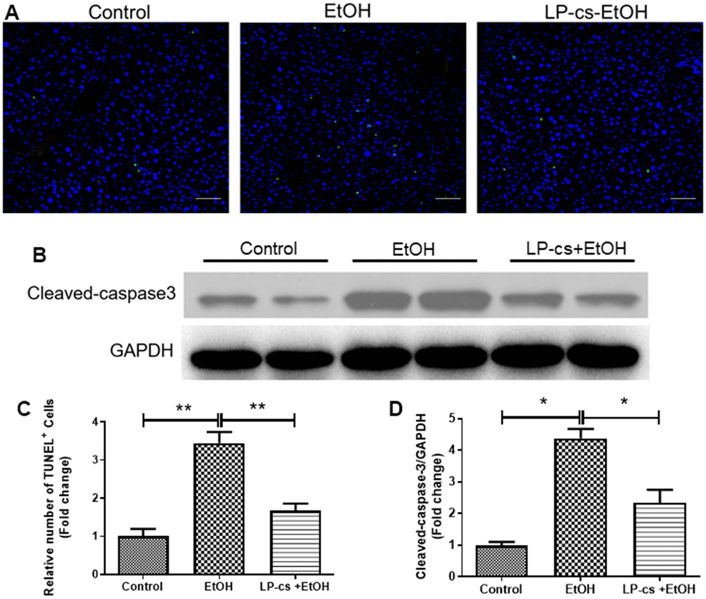 Lactobacillus plantarum ST-III culture supernatant (LP-cs) ameliorates acute alcohol-induced liver apoptosis. (A) TUNEL-positive nuclear staining of liver from control, EtOH, LP-cs +EtOH mice (20 x: scale bars = 50 μm). (B) Protein expression of cleaved caspase-3 and GAPDH of liver from Control, EtOH, LP-cs +EtOH mice. (C) Quantification of relative number of TUNEL-positive cells. (D) Intensities of cleaved caspase-3 normalized to GAPDH. Data are expressed as mean ± SEM. *p p 