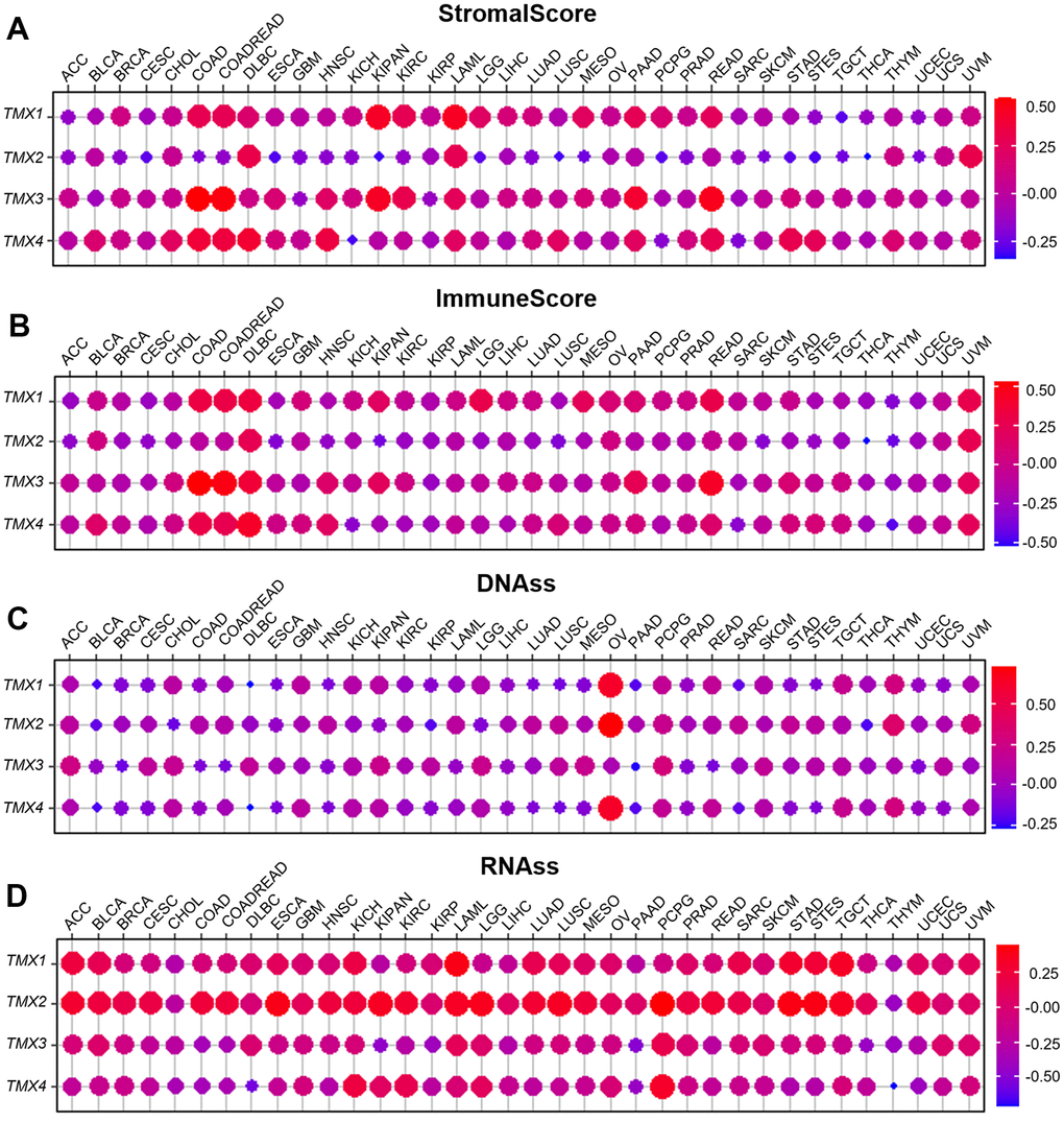 Relationship of TMX family genes expression with tumor microenvironment and stemness score in pan-cancer. The correlation between TMX family genes expression and StromalScore (A). The association with TMX family genes expression and ImmuneScore (B). The relationship between TMX family genes expression and DNAss (C). The correlation between TMX family genes expression and RNAss (D). Red dots represent positive correlation, and blue dots represent negative correlation.