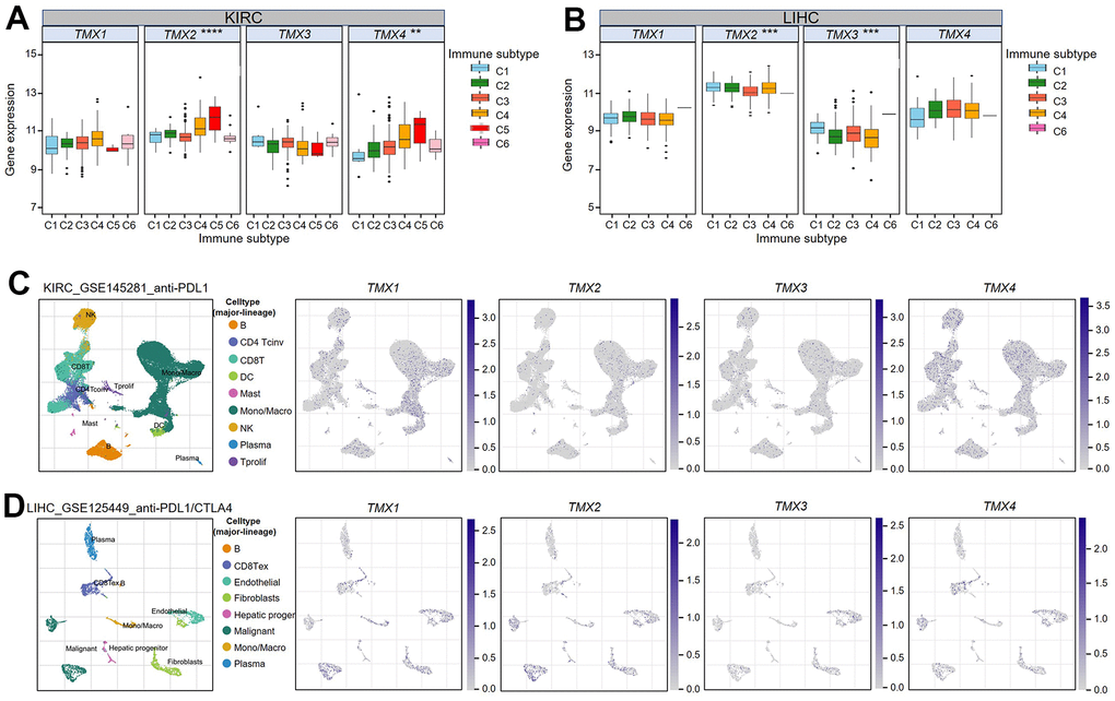 Association of TMX family gene expression with immune infiltration subtypes in KIRC and LIHC. One-way variance analysis was used to access the relationship between TMX family genes expression and KIRC immune infiltration subtypes (A). One-way analysis of variance was performed to test the correlation between TMX family genes expression and LIHC immune infiltration subtypes (B). UMAP plots showing cell clusters and TMX family genes expression levels in different immune cell types in KIRC (C). UMAP plots showing cell clusters and TMX family genes expression levels in different immune cell types in LIHC (D). * p 