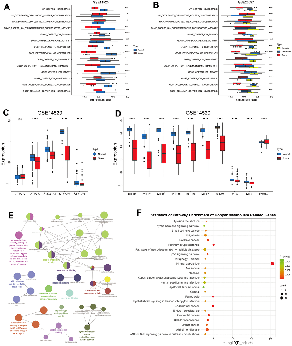 The alteration of copper metabolism in HCC. (A) The box plot showing the enrichment level of 14 copper metabolism in tumor and corresponding normal tissues from GSE14520 dataset. (B) The box plot showing the enrichment level of 14 copper metabolism in tumor, cirrhotic and normal livers from GSE25097 dataset. (C, D) The box plot showing the expression of copper ion import (C) or detoxification of copper ion (D) related genes in tumor and normal livers from the GSE14520 datasets. (E) The molecular function analysis of 134 copper metabolism-related genes in the GlueGo plug-in of the Cytoscape software. (F) KEGG analysis of 134 copper metabolism-related genes. P-values were shown as *p 