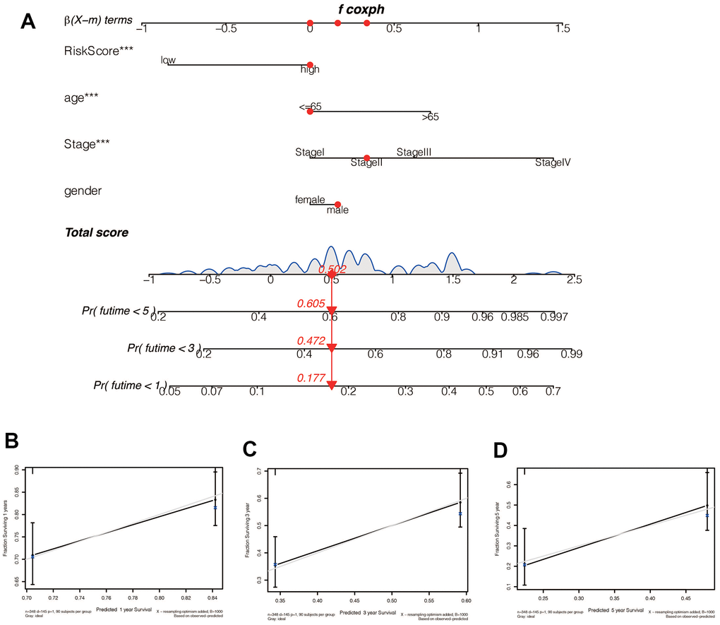 (A) A Nomogram for predicting prognosis based on risk value, age, tumor stage, and sex shows the clinical characteristics of the patient (TCGA-CG-571) and the predicted 1 -, 3 - and 5-year mortality of 0.177, 0.472, and 0.605, respectively. (B–D) The 1 -, 3 - and 5-year calibration curve constructed by risk value was used to evaluate the accuracy of prognosis prediction based on risk score, and the results were all satisfactory.