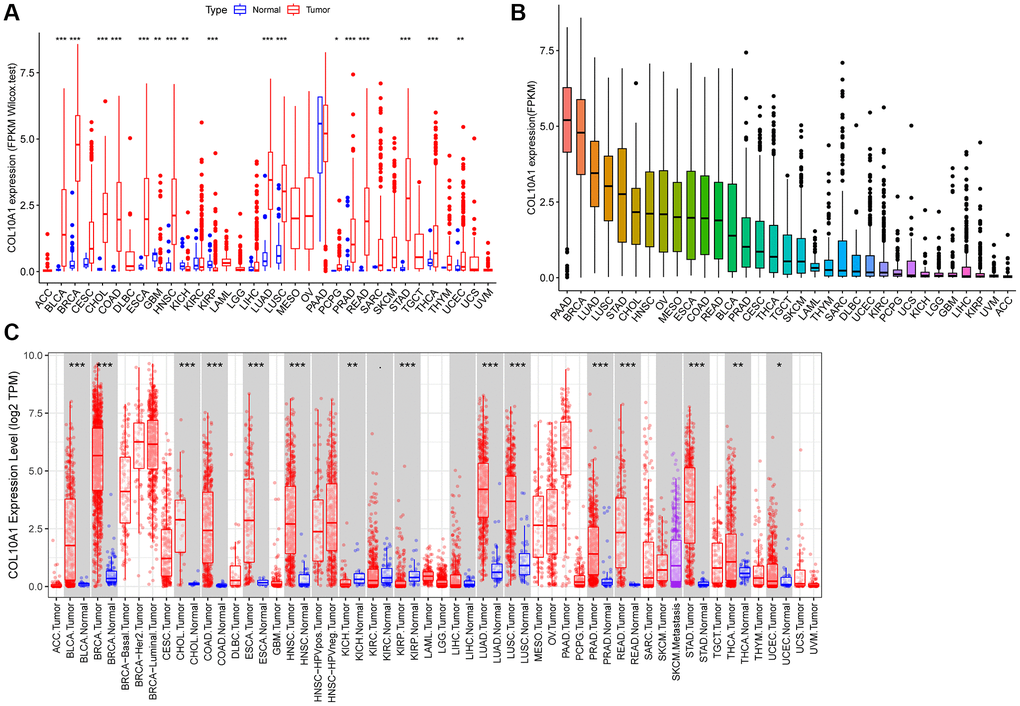 COL10A1 expression in different cancers. Differential expression analysis of COL10A1 between tumor and normal groups in 33 cancers (A). Mean expression of COL10A1 in 33 cancers (from high to low) (B). Pan-cancer expression profile of COL10A1 from the TIMER database (C).