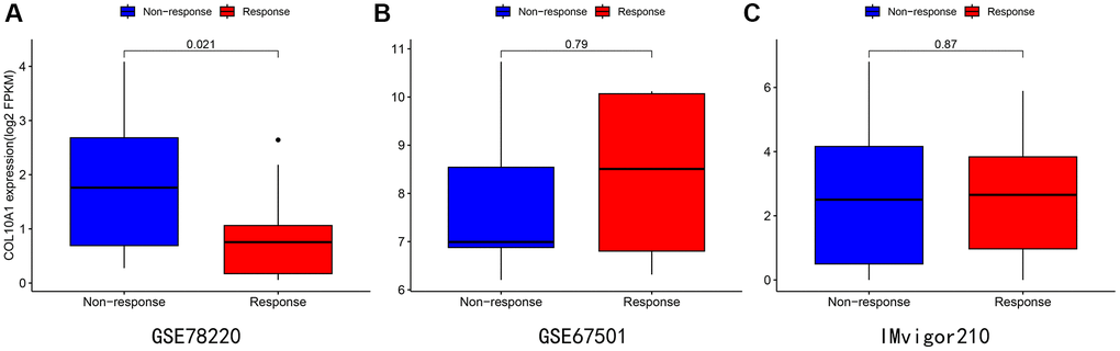 Immunotherapy analysis of melanoma (A), renal cancer (B), and urothelial epithelial tumor (C) in data from the GSE78220 (A), GSE67501 (B), and IMvigor210 database (C).