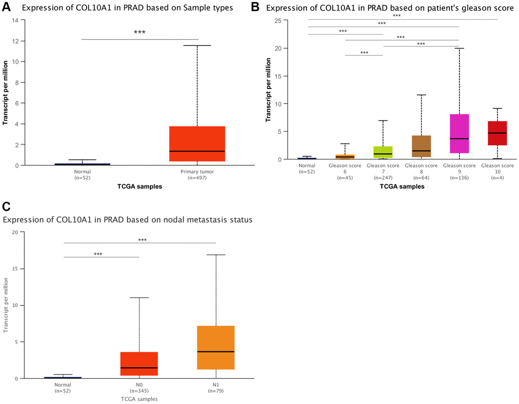 An in-depth study of COL10A1 overexpression and clinical features of PRAD. Results of the pairwise difference analysis of COL10A1 in PRAD (A). The relationship between COL10A1 overexpression in PRAD and Gleason scores and nodal metastasis (B, C).