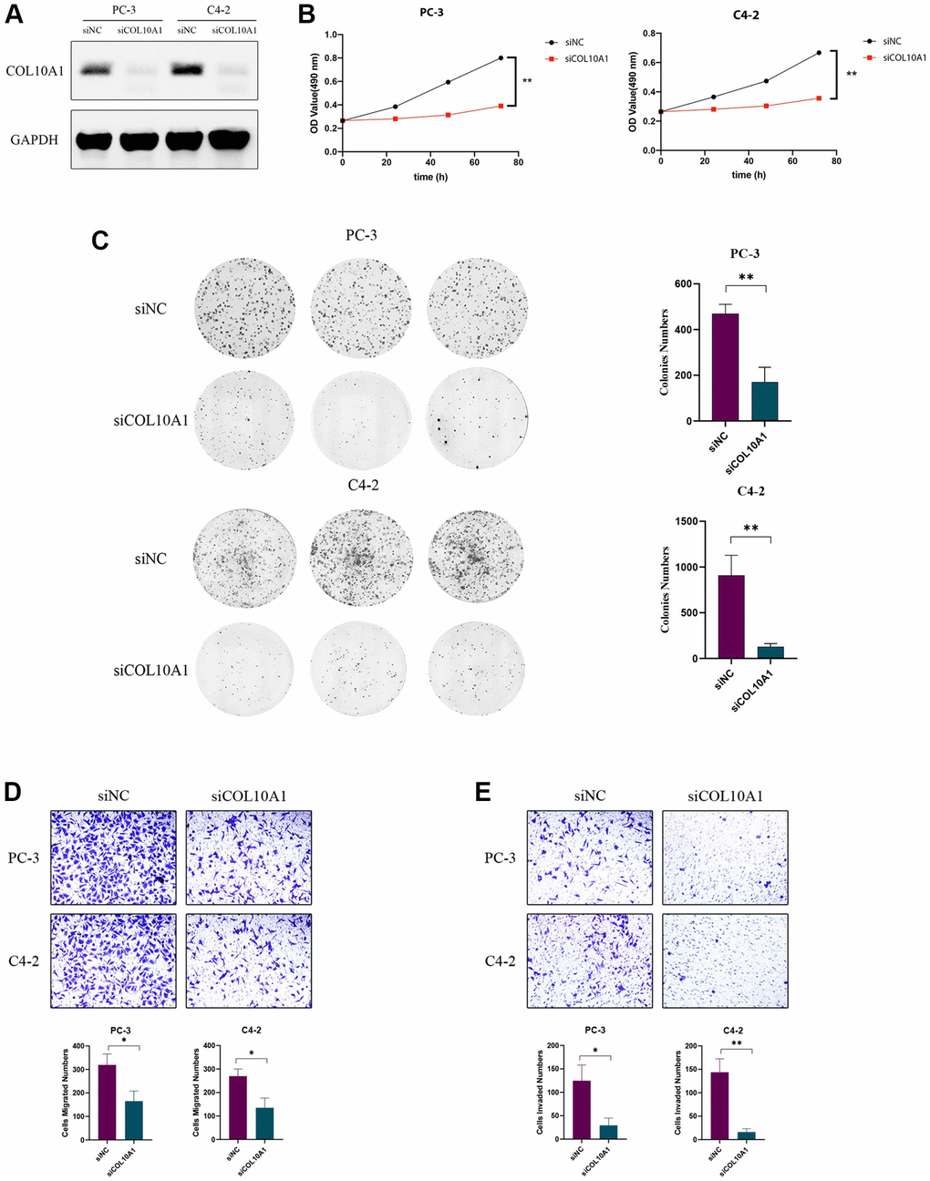 Knockdown of COL10A1 inhibits proliferation, migration, and invasion of prostate cancer cells. Western blotting analysis of the indicated proteins in PC-3 and C4-2 cells transfected with the indicated siRNA (A). CCK-8 assay was performed to detect the cell viability of PC-3 and C4-2 cells that knocked down for COL10A1 by siRNA (B). Colony formation assay was performed to detect the cell growth of PC-3 and C4-2 cells that knocked down for COL10A1 by siRNA (C). Transwell assays of PC-3 and C4-2 cells with knockdown of COL10A1 were showed the ability of migration and invasion (D, E).