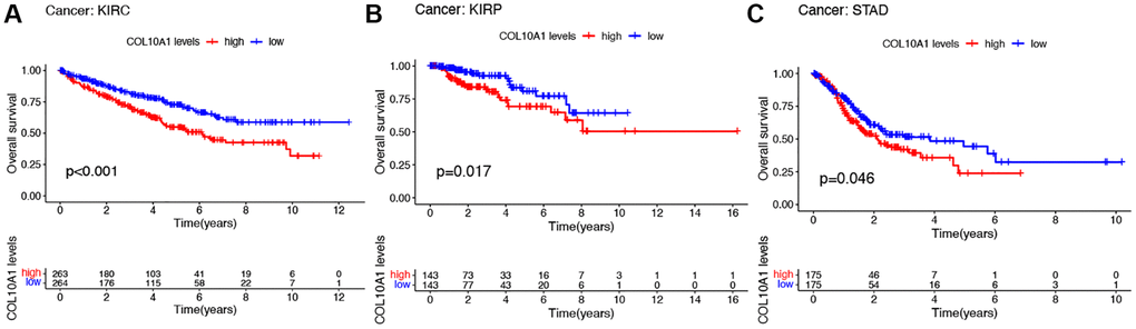Kaplan–Meier survival analyses of the prognostic value of COL10A1 expression level for OS in different cancer types. OS according to high and low COL10A1 expression in KIRC, KIRP and STAD from TCGA database (A–C).