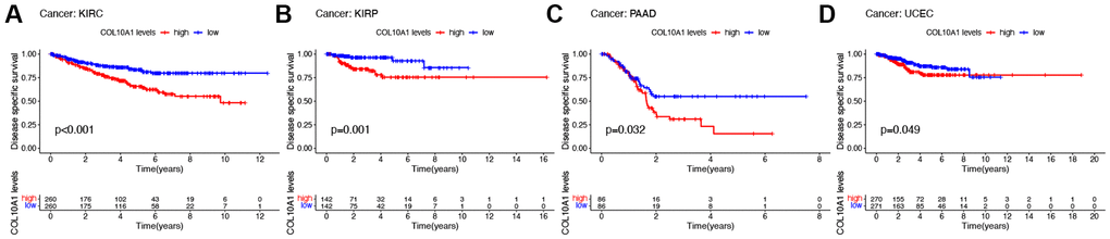 Kaplan–Meier survival analyses of the prognostic value of COL10A1 expression level for DSS in different cancer types. DSS according to high and low expression of COL10A1 in KIRC, KIRP, PAAD and UCEC from the TCGA database (A–D).