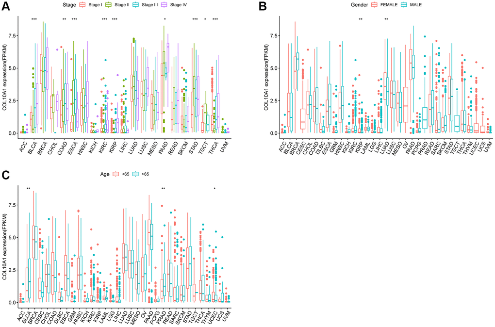 Relationship between COL10A1 expression and clinical character. Correlation between tumor stage and COL10A1 (A). Correlation between gender and COL10A1 (B). Correlation between age and COL10A1 (C). *p **p ***p 