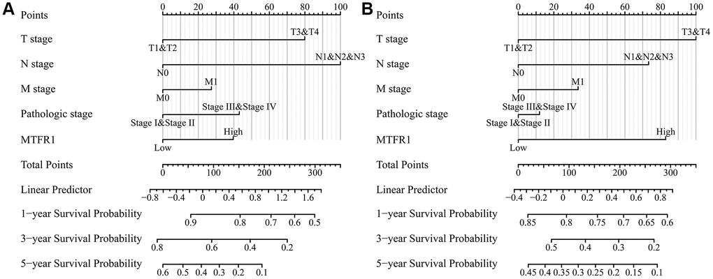 MTFR1-related prognosis nomograms. (A) Overall survival; (B) Progression-free interval.