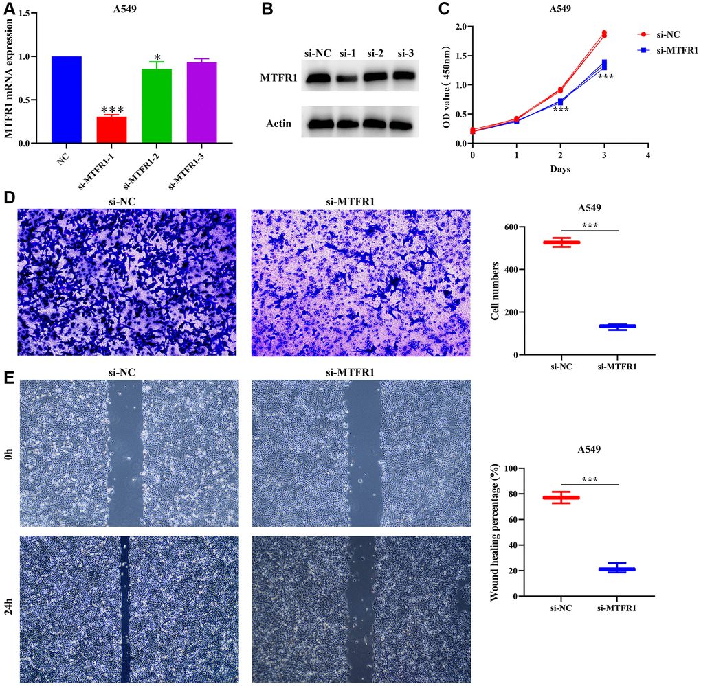 Inhibition of MTFR1 expression could delay the proliferation, migration and invasion of A549 cells. (A, B) Construction of cell model with downregulated MTFR1 expression; (C) Cell proliferation; (D) Cell invasion; (E) Cell migration. *P ***P 