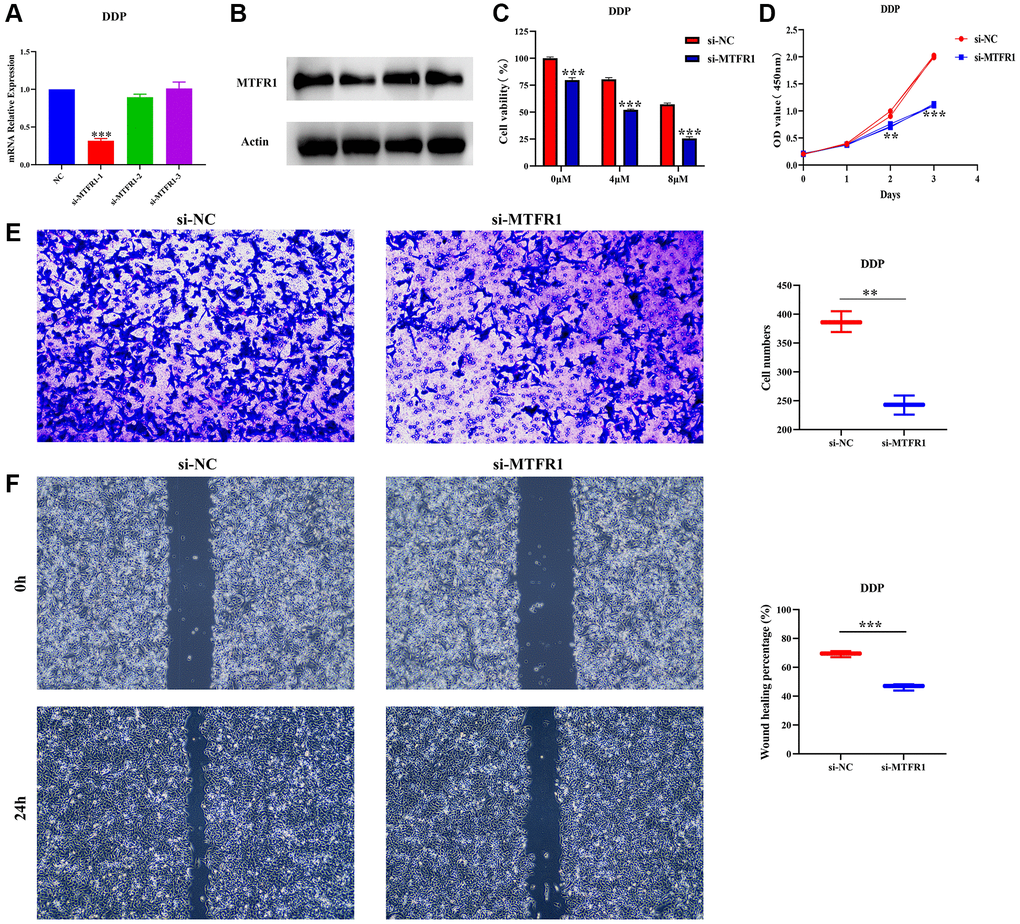 Inhibition of MTFR1 expression could delay the progression and promote the sensitivity to cisplatin of A549/DDP cells. (A, B) Construction of cell model with downregulated MTFR1 expression; (C) Cell viability; (D) Cell proliferation; (E) Cell invasion; (F) Cell migration. *P **P ***P 