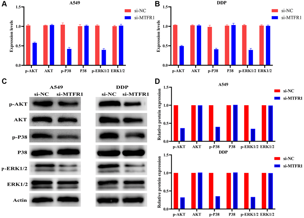 Inhibition of MTFR1 expression could promote the sensitivity to cisplatin of LAC cells via the p-AKT and p-ERK/P38 signalling pathways. (A) mRNA expression in A549 cells; (B) mRNA expression in A549/DDP cells; (C) Protein expression in A549 and A549/DDP cells; (D) Protein expression of statistics analysis. Abbreviation: LAC: lung adenocarcinoma.