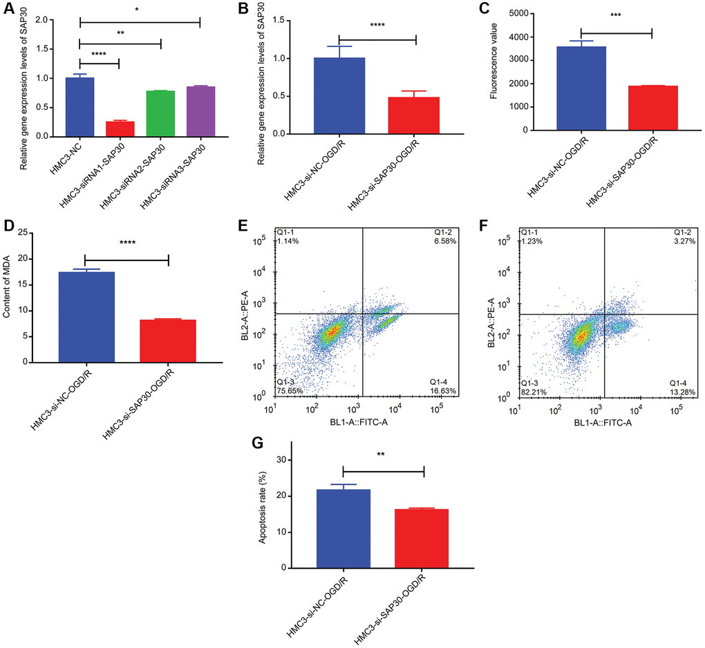 The relative content of SAP30, ROS and MDA and the apoptosis rate in HMC3-si-NC-OGD/R group and HMC3-si-SAP30-OGD/R group. (A) Real time-PCR was used to detect the expression of SAP30 to screen out effective interference targets in HMC3 cell; (B) The relative expression level of SAP30 in HMC3-si-NC-OGD/R group and HMC3-si-SAP30-OGD/R group; (C) Fluorescence value of ROS in HMC3-si-NC-OGD/R group and HMC3-si-SAP30-OGD/R group; (D) Content of MDA in HMC3-si-NC-OGD/R group and HMC3-si-SAP30-OGD/R group; (E) Apoptosis rate in HMC3-si-NC-OGD/R group was detected by flow cytometry; (F) Apoptosis rate in HMC3-si-SAP30-OGD/R group was detected by flow cytometry; (G) Histogram of apoptosis rate in HMC3-si-NC-OGD/R group and HMC3-si-SAP30-OGD/R group. *P **P ***P ****P 