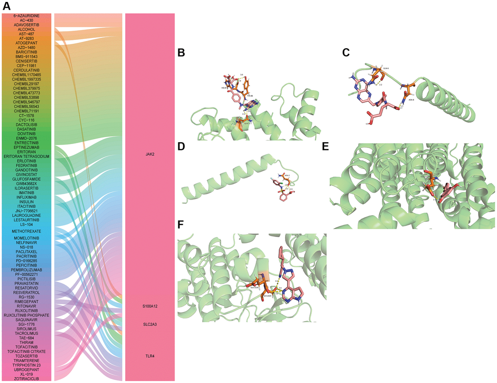 Drug prediction and molecular docking of hub mRNAs. (A) Drug prediction of hub mRNAs; (B) Molecular docking of methotrexate and S100A12; (C) Molecular docking of methotrexate and TLR4; (D) Molecular docking of resatorvid and TLR4; (E) Molecular docking of resveratrol and SLC2A3; (F) Molecular docking of ruxolitinib and JAK2.