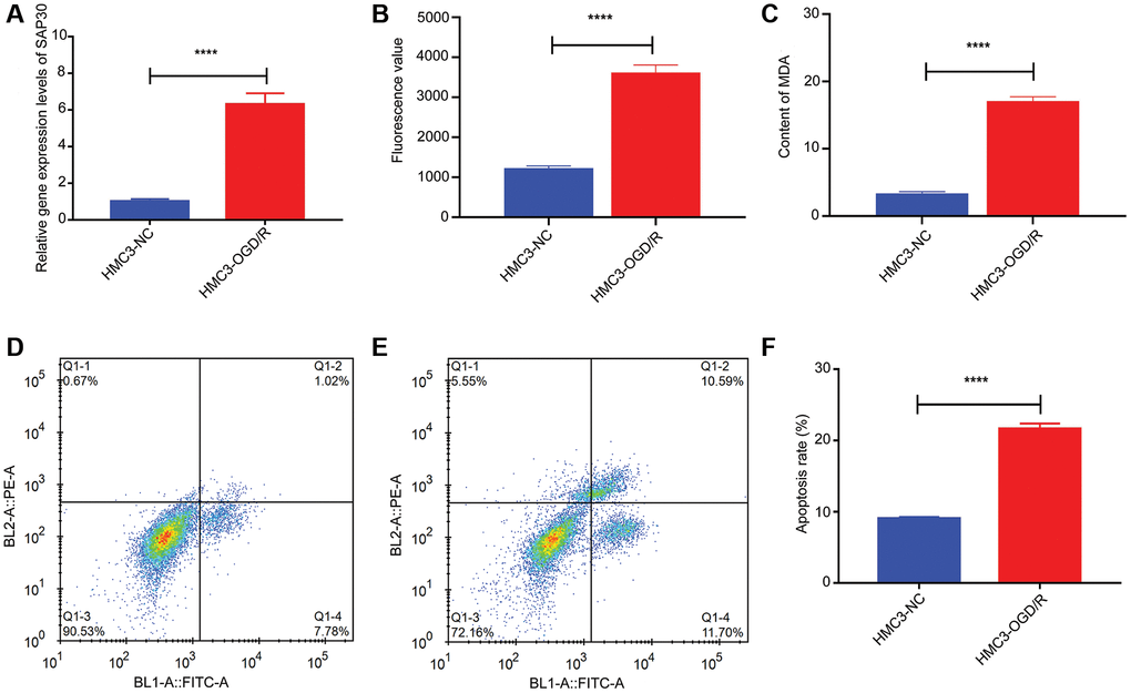 The relative content of SAP30, ROS and MDA and the apoptosis rate in HMC3-OGD/R model group and HMC3 control group. (A) The relative expression level of SAP30 in HMC3-OGD/R model group and HMC3 control group was detected by real time-PCR; (B) Fluorescence value of ROS in HMC3-OGD/R model group and HMC3 control group; (C) Content of MDA in HMC3-OGD/R model group and HMC3 control group; (D) Apoptosis rate in HMC3 control group was detected by flow cytometry; (E) Apoptosis rate in HMC3-OGD/R model group was detected by flow cytometry; (F) Histogram of apoptosis rate in HMC3-OGD/R model group and HMC3 control group. ****P 