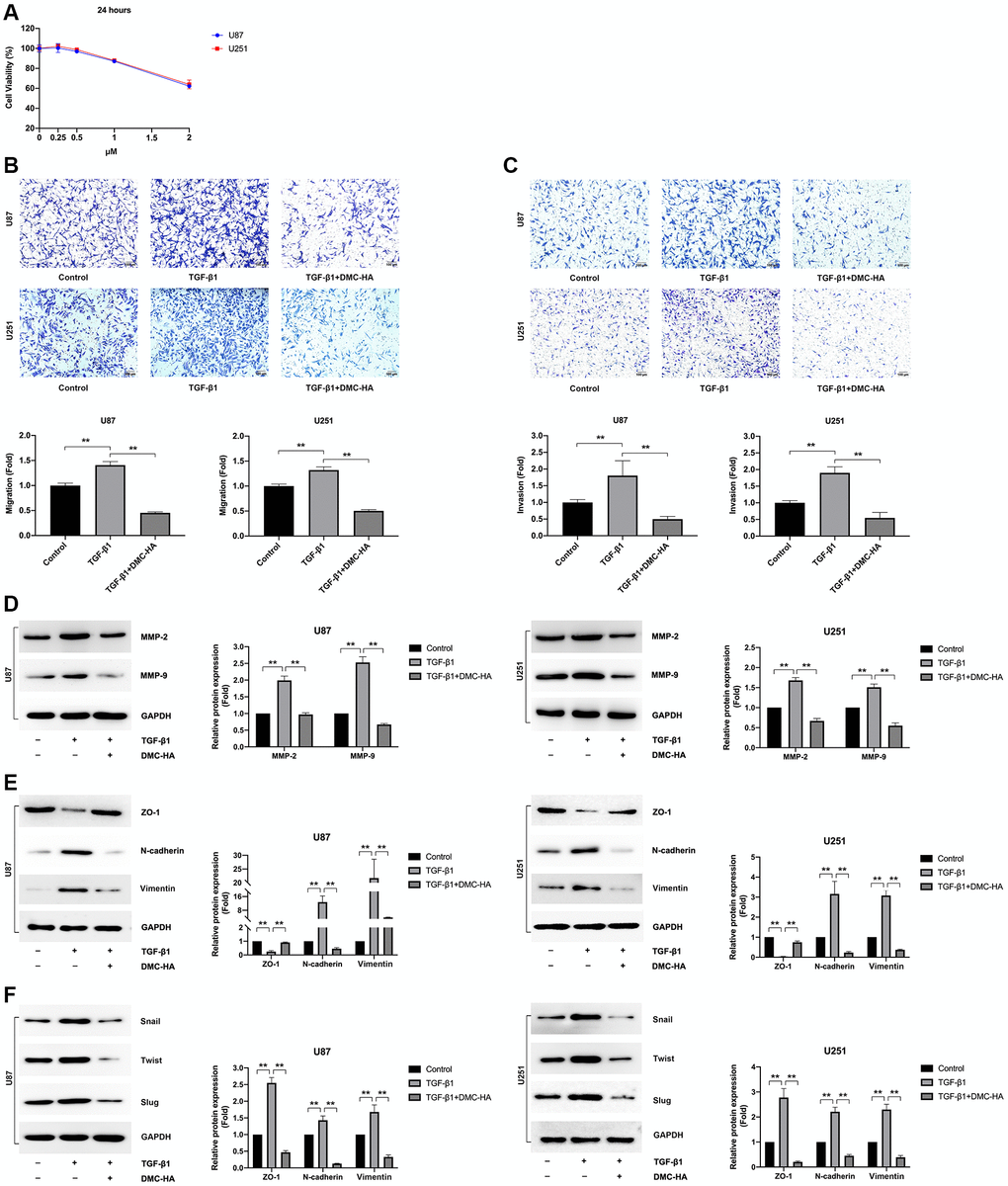 Effects of DMC-HA on the migration and invasion of glioma cells. (A) Cell viability in U87 and U251 cells was assessed using the CCK-8 assay following the indicated DMC-HA treatments. (B, C) Transwell assays were employed to evaluate the migration and invasion of U87 and U251 cells treated with 1 μM DMC-HA. (D) Western blot analysis was utilized to examine the expression of MMP-2 and MMP-9 proteins following a 48-hour treatment with DMC-HA and TGF-β1. (E) Western blot analysis was performed to assess the expression of ZO-1, N-cadherin, and Vimentin proteins after a 48-hour treatment with DMC-HA and TGF-β1. (F) Western blot analysis was used to detect the expression of Snail, Twist, and Slug proteins after a 48-hour treatment with DMC-HA and TGF-β1.