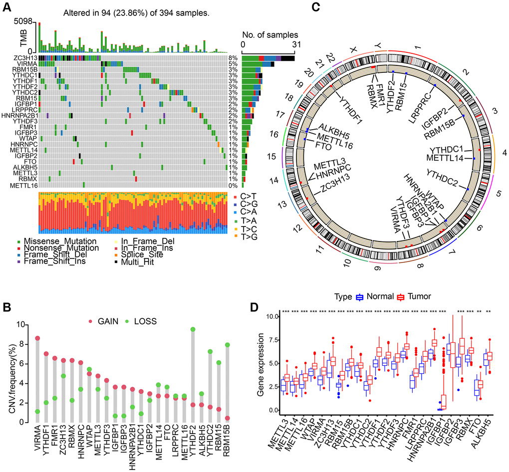 Landscape of genetic variation of m6A regulators in gastric adenocarcinoma (STAD). (A) The mutation frequency of 23 m6A regulators in 394 patients with gastric cancer from TCGA-STAD cohort. Each column represented individual patients. (B) The CNV variation frequency of m6A regulators in TCGA-STAD cohort. (C) The location of CNV alteration of m6A regulators on 23 chromosomes using TCGA-STAD cohort. (D) The expression of 23 m6A regulators between normal tissues and STAD tissues. The asterisks represented the statistical p value (**P ***P 