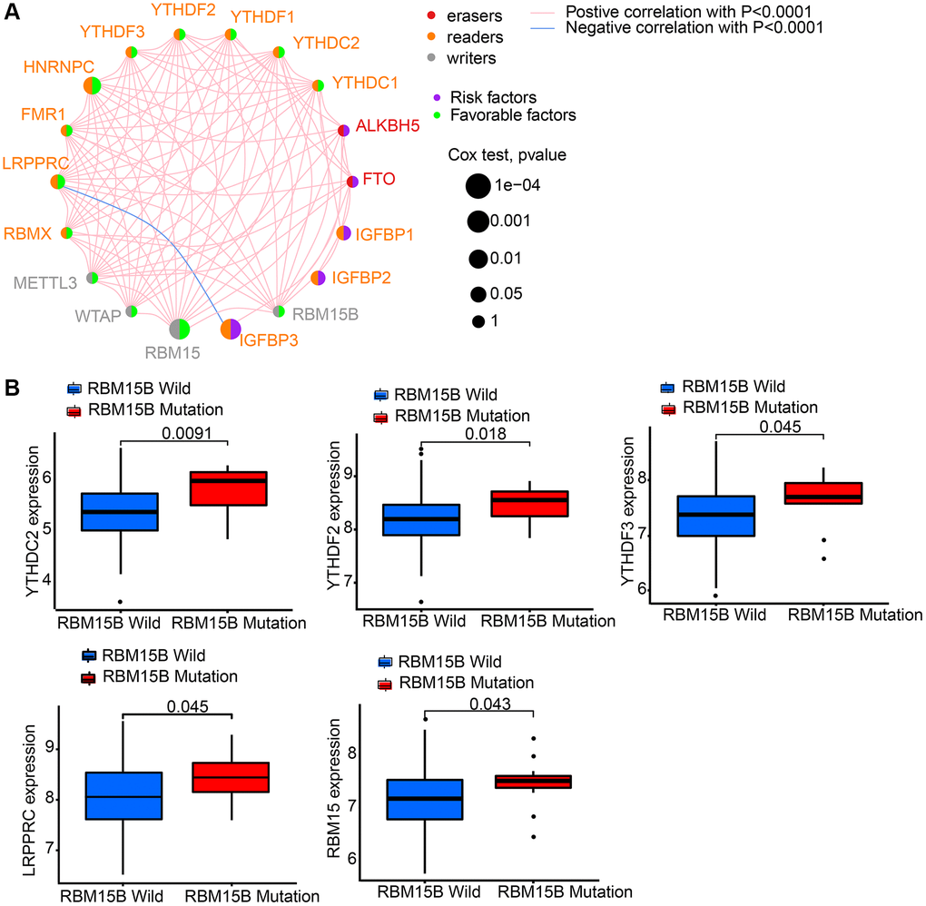 The interaction between m6A regulators in gastric cancer. We got intersect genes and their expression levels from GSE84426, GSE84433, and TCGA data. Then, we extracted the expression of 18 m6A regulators from the intersect genes. (A) The interaction between 18 m6A regulators in gastric cancer based on GSE84426, GSE84433, and TCGA-STAD cohort. (B) Difference in the m6A regulators expression between RBM15B-mutant and wild types.