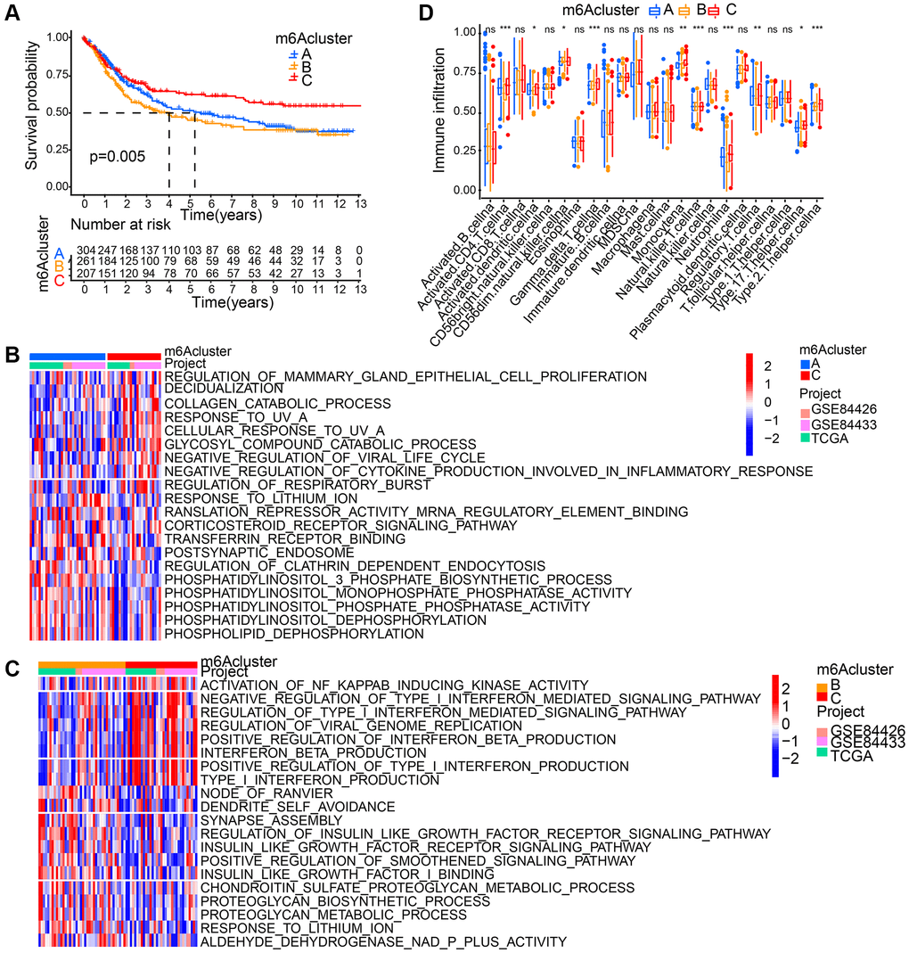 Patterns of m6A methylation modification and biological characteristics of each pattern. (A) Survival analyses for the three m6A modification patterns based on gastric cancer patients from GSE84426, GSE84433, and TCGA data. Kaplan-Meier curves with log-rank p value 0.005 showed a significant survival difference among three m6A modification patterns. (B, C) GSVA enrichment analysis showing the activation states of biological pathways in distinct m6A modification patterns. (D) The abundance of each TME infiltrating cell in three m6A modification patterns. The asterisks represented the statistical p value (*P **P ***P 