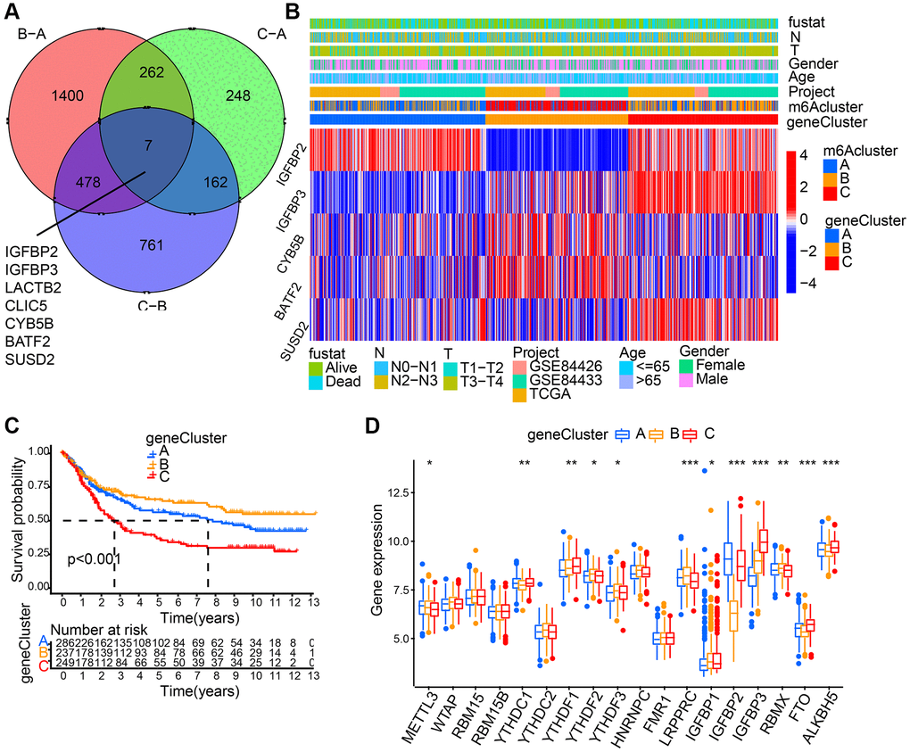 Generation of m6A gene signatures. (A) 7 m6A phenotype-associated genes shown in Venn diagram. (B) 5 m6A phenotype-associated genes (IGFBP2, IGFBP3, CYB5B, BATF2, and SUSD2) with the significant prognosis were used to classify patients into different genomic subtypes, termed as m6A gene cluster (A–C), respectively. The last 5 rows mean IGFBP2, IGFBP3, CYB5B, BATF2, and SUSD2, respectively. (C) Survival analyses for the three gene cluster. (D) The expression of 18 m6A regulators in three gene cluster. The asterisks represented the statistical p value (*P **P ***P 