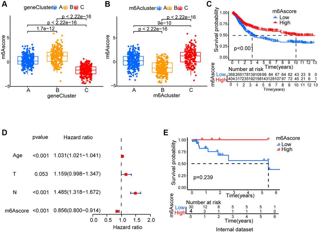 Generation of m6Ascore. (A) Differences in m6Ascore among three gene clusters. (B) Differences in m6Ascore among three m6A modification patterns. (C) Survival analyses for low and high m6Ascore patient groups. (D) Multivariate Cox regression analysis for m6Ascore shown by the forest plot. (E) We collected 34 gastric cancer patients and performed survival analyses for high and low m6Ascore groups.