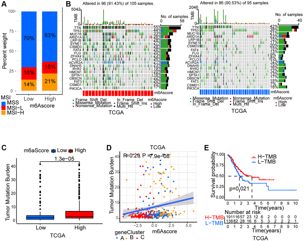 Characteristics of m6A modification in tumor somatic mutation. (A) Differences in microsatellite subtypes among high m6Ascore and low m6Ascore. MSS, microsatellite stable; MSI-H, high microsatellite instability; MSI-L, low microsatellite instability. (B) The waterfall plot of tumor somatic mutation established by those with high m6Ascore and low m6Ascore in TCGA-STAD cohort. Each column represented individual patients. (C) Differences in TMB among high m6Ascore and low m6Ascore in TCGA-STAD cohort. (D) The m6Ascore and TMB exhibited a significant positive correlation in TCGA-STAD cohort. (E) Survival analyses for high TMB and low TMB patient groups in TCGA-STAD cohort.