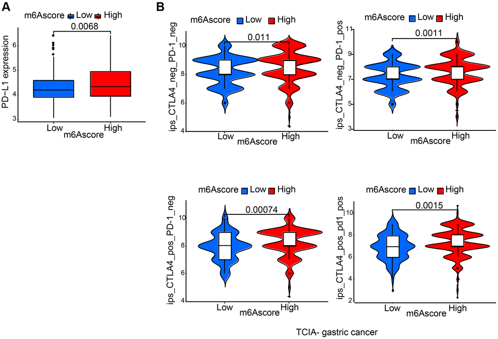 Characteristics of m6A modification in the immunotherapy. (A) Differences in PD-L1 expression between low and high m6Ascore groups. (B) Differences in immunophenoscore among high and low m6Ascore from TCIA (https://tcia.at/home).