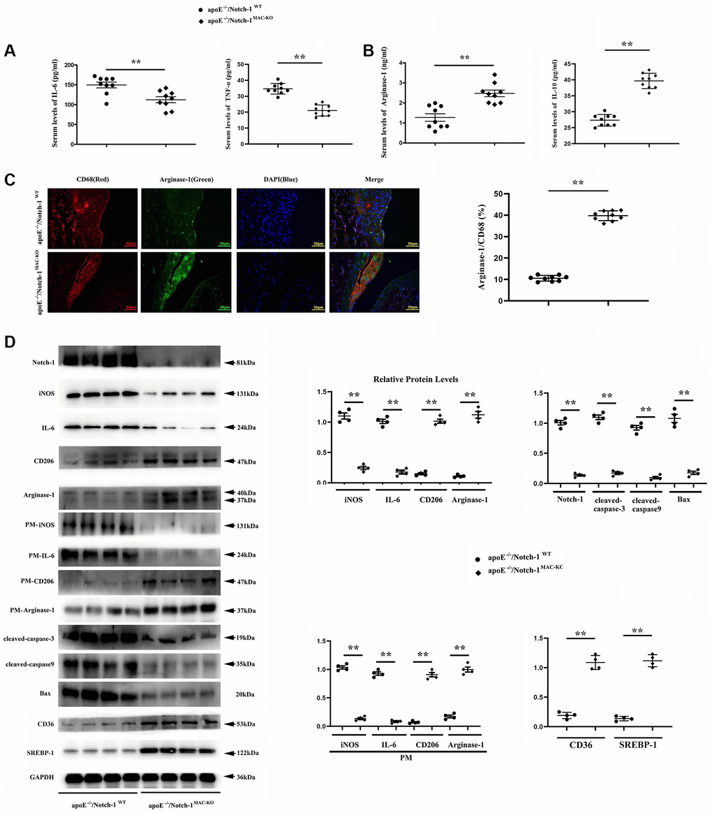 Notch-1MAC-KO repressed pro-inflammatory (M1) responses and stimulated anti-inflammatory (M2) effects in AS. (A, B) IL-6 and TNFα (M1 markers) were decreased in K.O. mice, whereas Arg-1 and IL-10 (M2 markers) were increased in K.O. mice. (**P −/−/Notch-1MAC-KO vs. ApoE−/−/Notch-1WT). (C) The aortic roots were collected, and immunofluorescent staining showed decreased staining of positive macrophages (CD68) and increased staining of Arg-1 in Notch-1MAC-KO mice. (D) Western blotting and quantitative analysis revealed down-regulated Notch-1, IL-6 (from peritoneal macrophages), iNOS (from peritoneal macrophages), cleaved-caspase-3, caspase-9 and Bax, and up-regulated CD206, Arg-1, CD36, SREBP-1, CD206 (from peritoneal macrophages) and Arg-1 (from peritoneal macrophages) in Notch-1MAC-KO mice. **P −/−/Notch-1MAC-KO vs. ApoE−/−/Notch-1WT.