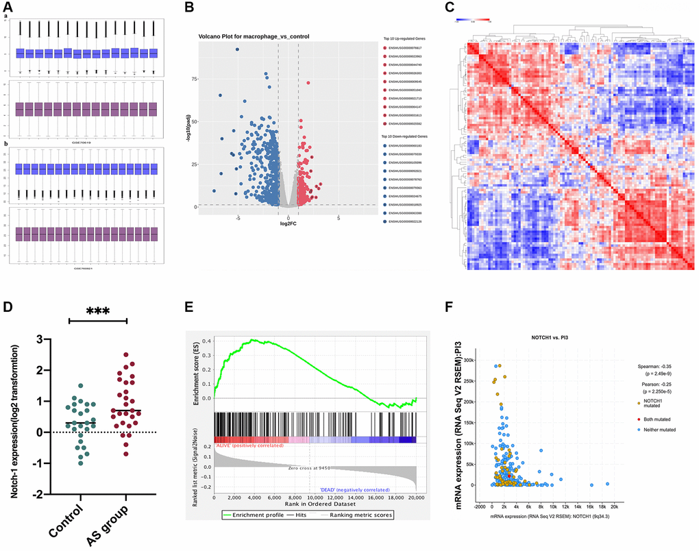 Correlation between PI3K and Notch-1 signaling activation. GSE155842 and GSE155745 datasets were downloaded from the GEO database, which contained AS samples. (A) The gene expression levels from GSE155842 were standardized using quartile division. (B) We identified 270 up-regulated differentially expressed genes (DEGs) and 436 down-regulated DEGs were obtained using criteria of |logFC| > 2, P adj C) Based on GSE155842, the hierarchical clustering analysis exhibited a great difference in DEGs as indicated in the heat maps. (D) The survival analysis demonstrated that the survival time of patients with high expressions of Notch-1 was significantly shorter than those with low expressions. (E) The Notch-1 expression was also at a high level in the AS group. (F) Co-expression analysis revealed that Notch-1 was negatively associated with PI3K.