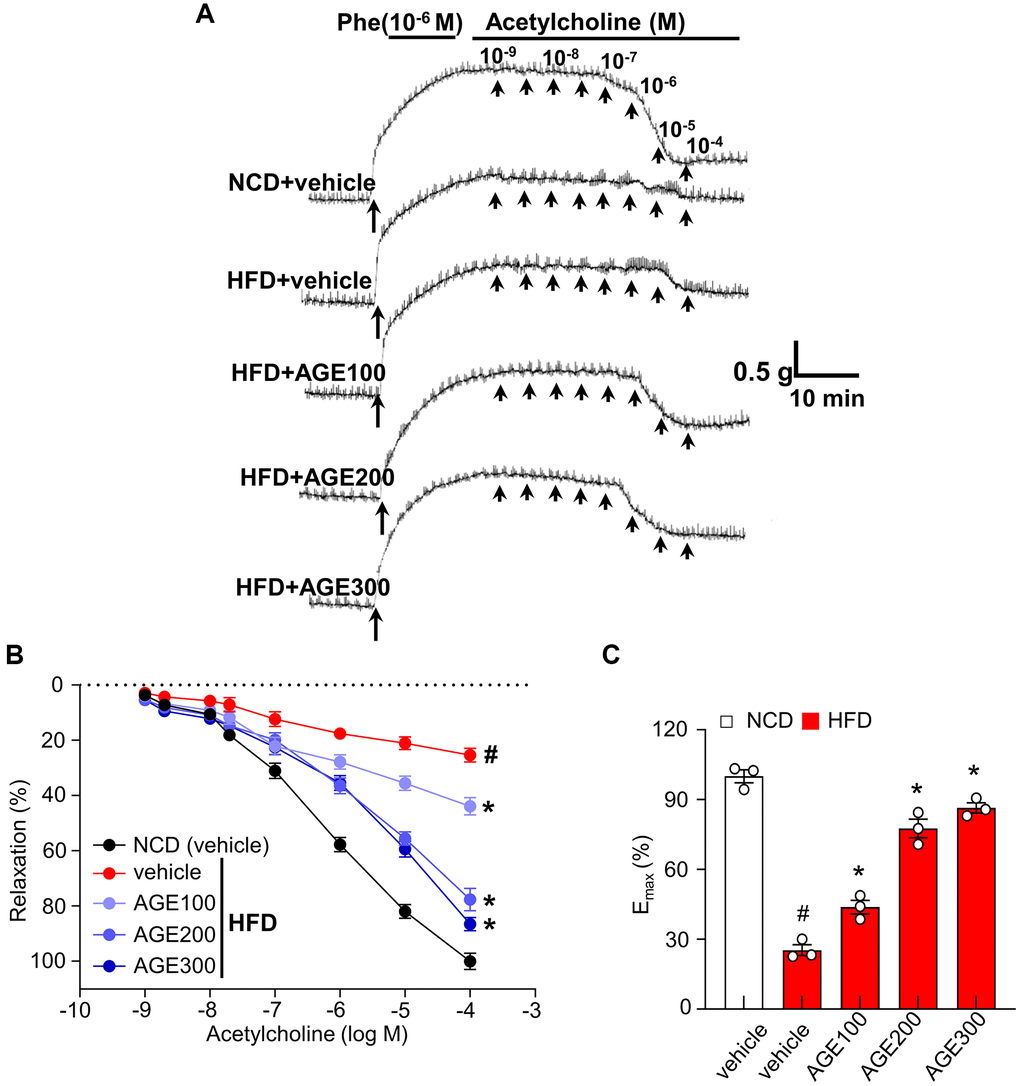 AGE enhances endothelial relaxation in aorta rings. (A) Representative traces under specified conditions. (B) Percentage of relaxation proportional to Ach concentration. (C) Maximum relaxation by Ach (10−4 M) in aorta from Figure 1B. Results are expressed as percent relaxation ± SEM. (n = 4; #p Angelica gigas NAKAI extract.