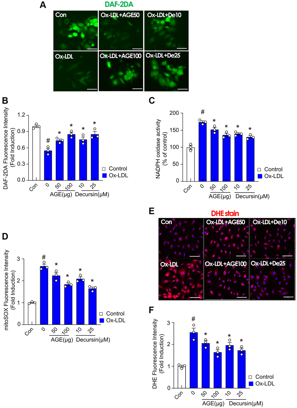 AGE improves endothelial cell functions in Ox-LDL-treated HUVECs. HUVECs were treated with decursin, or AGE, and then incubated with Ox-LDL for another 48 h. (A) NO production and (B) quantification of DAF-2DA fluorescence intensity. (C) NADPH oxidase activity was determined using lucigenin chemiluminescence assay. (D) Fluorescence intensity for mitoSOX levels was quantified in HUVECs. (E) Representative images of DHE staining for ROS production and (F) quantification of fluorescence intensity for ROS levels in HUVECs. #p *p n = 3). Abbreviations: NO: nitric oxide; DAF-2DA: diaminofluorescein-2 diacetate; Scale bar: 100 μm.
