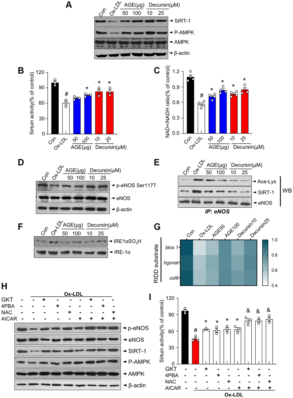 AGE improves endothelial cell functions in OxLDL-treated HUVECs. The indicated concentrations of AGE was treated in Ox-LDL-treated HUVECs for 48 h. (A) Immunoblotting was performed with anti-SIRT1, p-AMPK, AMPK, and β-actin antibodies in HUVECs. (B) Sirtuin activity and (C) NAD+ and NADH levels were analyzed, and NAD+/NADH ratios were quantified. (D) eNOS phosphorylation at Ser1177 and expression of total eNOS and β-actin in HUVECs were determined using immunoblotting. (E) eNOS was immunoprecipitated from HUVEC lysate, and immunoblotting was performed with anti-acetyl-lysine, SIRT1 and eNOS antibodies. (F) Immunoblotting was performed with anti-IRE1α SO3H and IRE-1α antibodies. (G) Heatmap depicting mRNA expression of the genes identified as RIDD substrates in HUVECs. (H) Ten μM GKT, 5 mM 4PBA, 1 mM NAC, or 1 mM AICAR were pre-treated in Ox-LDL-treated cells for 48 h. Immunoblotting was performed with anti-p-eNOS, eNOS, SIRT1, p-AMPK, AMPK, and β-actin antibodies and (I) sirtuin activity was measured, as described in Materials and Methods. #p *p &p n = 3). Abbreviation: AGE: Angelica gigas NAKAI extract.