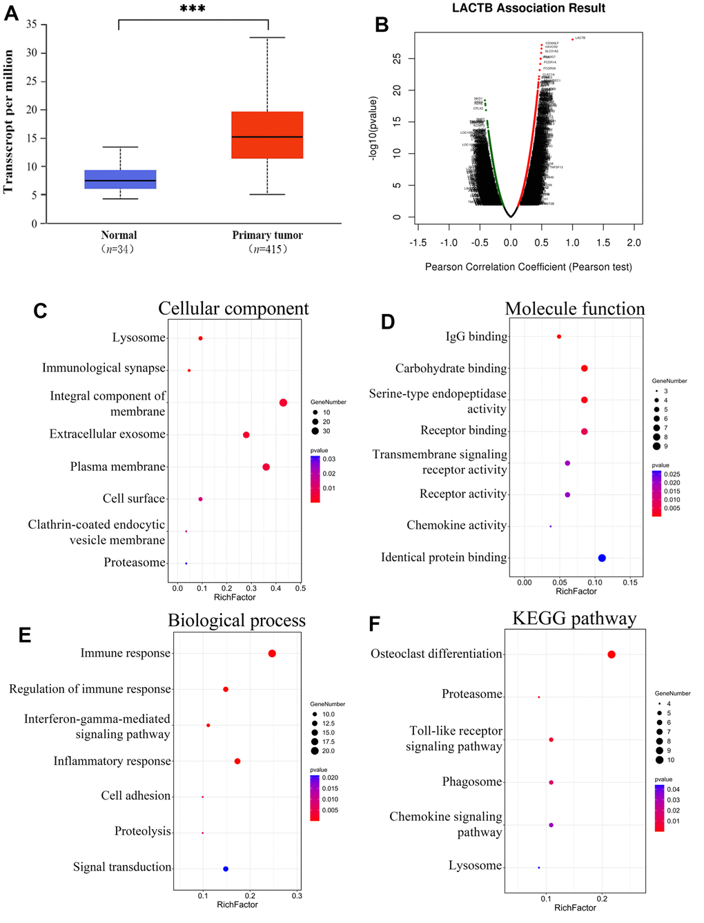 Enrichment analysis of the genes altered in the LACTB neighborhood in gastric cancer. (A) Expression of LACTB in gastric cancer tissue. (B) Pearson test was used to analyze correlations between LACTB and genes differentially expressed in gastric cancer. (C) Cellular components. (D) Molecular functions. (E) Biological processes. (F) KEGG pathway analysis. The rich factors are represented by the p-value and number of genes in the x-axis. ***P