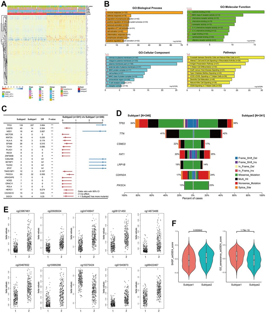 Distinct characteristics of the senescence related TME subtypes. (A) Heatmap showing the expression of 91 PSTSs of the two subtypes. Red represents high expression and blue represents low expression. Subtype, subsite, stage, T, N and HPV status were used as sample annotations. (B) differentially enriched pathway (subtype 2 vs subtype 1). (C) Forest plot showing somatic mutation in the two subtypes. (D) Barplot showing somatic mutation in the two subtypes. (E) Top 10 most significantly differentially methylated CpGs under comparing subtype 1 and 2. (F) Differences in SASP and GO