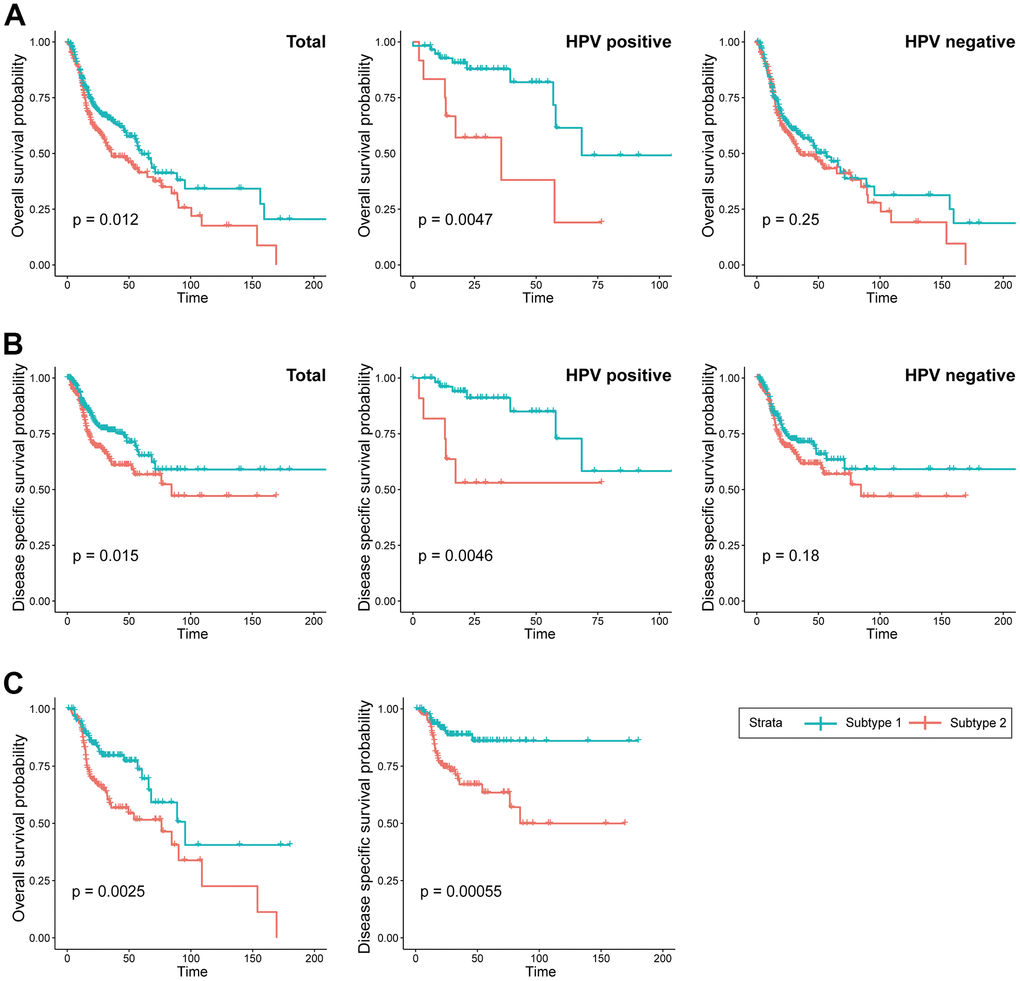 Prognostic difference between the two subtypes. (A) KM curves indicating prognostic differences in overall survival between the two subtypes in the TCGA-HNSC cohort (Left; total, Middle; HPV positive cohort, Right; HPV negative). (B) KM curves indicating prognostic differences in disease specific survival between the two subtypes in the TCGA-HNSC cohort (Left; total, Middle; HPV positive cohort, Right; HPV negative). (C) KM curves indicating prognostic differences in overall survival and disease specific survival between the two subtypes in the TCGA-HNSC cohort subgroup who received radiotherapy.